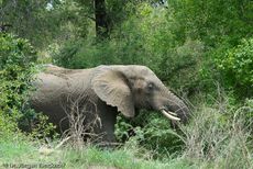 Afrikanischer Elefant (9 von 131).jpg
